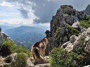 Cima Alben (2020 m) in periplo dal Passo della crocetta il 26 luglio 2020- FOTOGALLERY